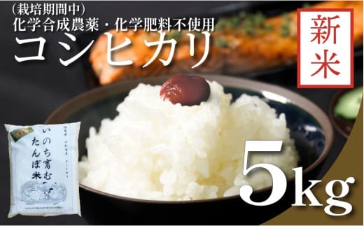 [令和7年産新米先行予約]お米 5kg コシヒカリ 新米 令和7年産 米 こめ ご飯 ごはん おにぎり 卵かけご飯 白米 化学合成農薬不使用 食品 備蓄 備蓄米 保存 防災 ギフト 贈答 プレゼント お取り寄せ グルメ 送料無料 徳島県