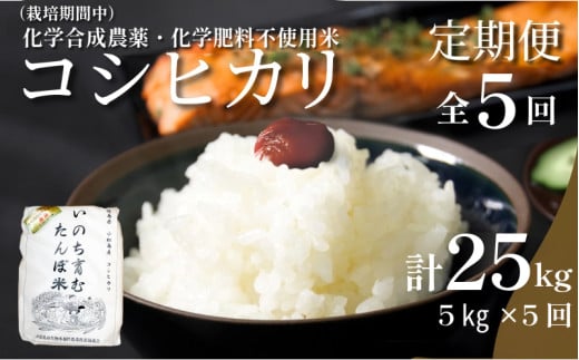 [令和7年産新米]新米 定期便 5回 米 コシヒカリ 計25kg 5kg × 5回 白米 お米 おこめ こめ 精米 ごはん 国産 限定 白飯 ご飯 精米したて ふるさと ランキング おいしい TKG 卵かけご飯 おにぎり おむすび 化学合成農薬不使用 いのち育む田んぼ米 生物多様性 送料無料 [北海道･東北･沖縄･離島への配送不可] 徳島県 小松島市