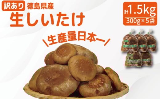 訳あり しいたけ 生 1.5kg 300g×5袋 | きのこ キノコ 生しいたけ 生椎茸 生シイタケ 菌床しいたけ 菌床椎茸 菌床シイタケ 茸 shiitake 徳島 小松島