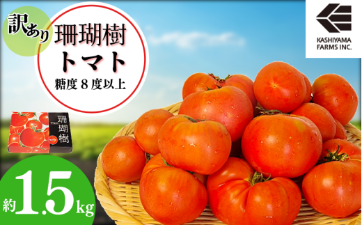 【2026年先行予約】 訳あり 珊瑚樹トマト約1.5kg 2026年5月発送 甘い トマト フルーツトマト 野菜 やさい 国産 産地直送 旬 新鮮 ソース 調味料 ケチャップ サラダ 美容 健康 お取り寄せ グルメ 贈答 ギフト プレゼント 人気 おすすめ ふるさと納税 冷蔵
