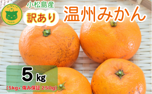【2025年11月順次発送】 訳あり みかん 温州みかん5kg(5kg+傷み保証250g) ミカン 蜜柑 甘い フルーツ 柑橘 ジュース 小松島市 オススメ 人気 ふるさと納税 5kg 10kg