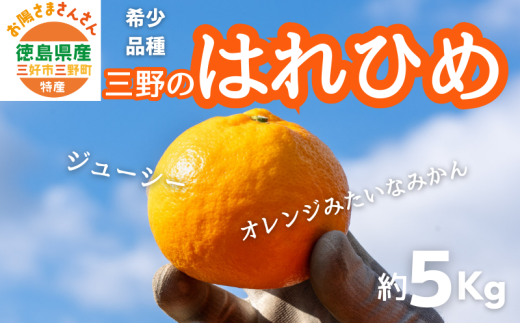 【先行予約】2025年12月解禁日より順次発送！小笠まんまる農園の箱みかん『三好・三野産はれひめ5キロ（2L～3Lサイズ、35個前後）』　※30セット限定