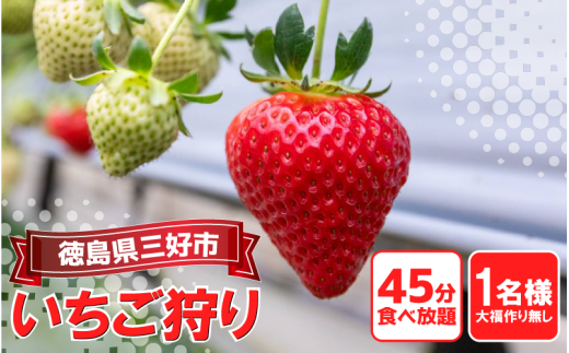いちご 狩り 体験 チケット 大福づくり なし お一人様 思い出 家族 夏休み 農園 観光 いちごはうす 民宿 農家民宿 フルーツ狩り 果物 徳島 三好 みよし