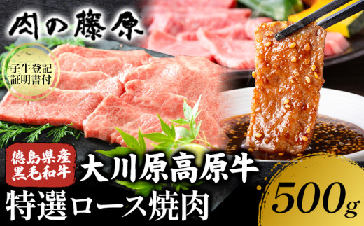 大川原高原牛 特選ロース 焼肉 500g 冷凍便 肉の藤原《30日以内に出荷予定(土日祝除く)》和牛 希少 大川原高原 牛肉 焼肉 ロース 贅沢 バーベキュー BBQ キャンプ ギフト 贈答 徳島県 佐那河内村 st-p