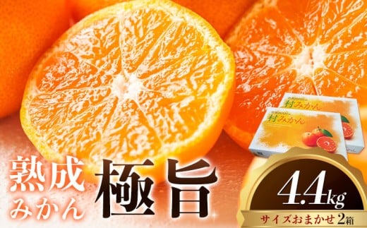 <先行予約> 熟成みかん『極旨』2箱 廣畠農園《2月初旬-2月末頃出荷予定》徳島県 佐那河内村 みかん ミカン 蜜柑 柑橘 箱入り 化粧箱 フルーツ 果物 くだもの 贈答 【配送不可地域あり】※離島