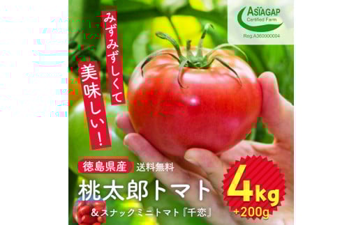 009-101 桃太郎トマト 4kg スナックミニトマト千恋 200g ※2025年11月中旬~2026年6月上旬頃に順次発送予定 ※北海道・沖縄配送不可