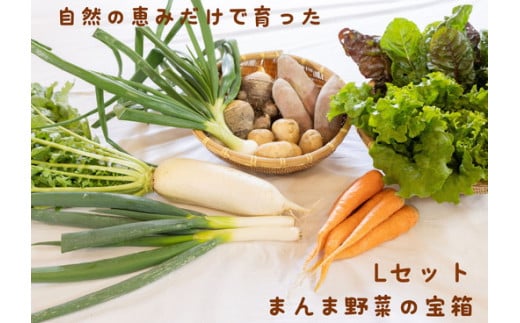 016-003 まんま野菜の宝箱セット L