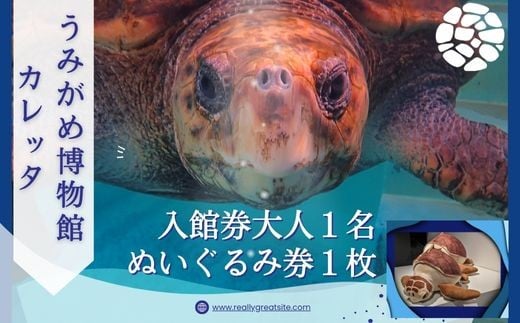 日和佐うみがめ博物館カレッタ 【入館券大人1名と限定スピードくじ1回】