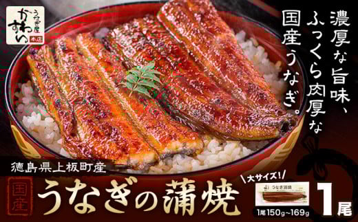 うなぎ屋かわすい 国産うなぎの蒲焼 1尾 (1尾150g-169g) 川口水産株式会社《30日以内に出荷予定(土日祝除く)》徳島県 上板町 鰻 うなぎ ウナギ 鰻の蒲焼き 蒲焼 蒲焼き 国産