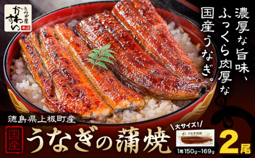 うなぎ屋かわすい 国産うなぎの蒲焼 計2尾 (1尾150g-169g) 川口水産株式会社《30日以内に出荷予定(土日祝除く)》徳島県 上板町 鰻 うなぎ ウナギ 鰻の蒲焼き 蒲焼 蒲焼き 国産