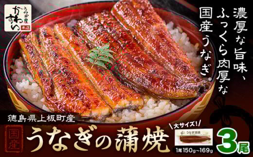 うなぎ屋かわすい 国産うなぎの蒲焼 計3尾 (1尾150g-169g) 川口水産株式会社《30日以内に出荷予定(土日祝除く)》徳島県 上板町 鰻 うなぎ ウナギ 鰻の蒲焼き 蒲焼 蒲焼き 国産