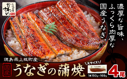うなぎ屋かわすい 国産うなぎの蒲焼 計4尾 (1尾150g-169g) 川口水産株式会社《30日以内に出荷予定(土日祝除く)》徳島県 上板町 鰻 うなぎ ウナギ 鰻の蒲焼き 蒲焼 蒲焼き 国産