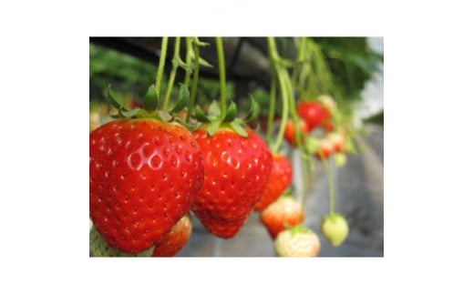 「瀬戸・たかまつネットワーク」レンタカーで巡る香川県(綾川・高松・直島方面)2日間　【1280368】