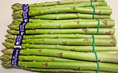 [№5911-0113]香川県オリジナルアスパラガス「さぬきのめざめ」春芽　約500g 野菜