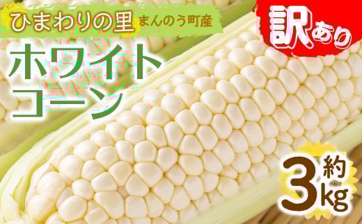 ＜先行予約！2026年6月上旬以降順次発送予定＞＜訳あり＞＜選べる容量＞ホワイトコーン(約3kg)  国産 野菜 とうもろこし トウモロコシ コーン ホワイト 白 新鮮 冷蔵便 【man109・man112】【Aglio nero】