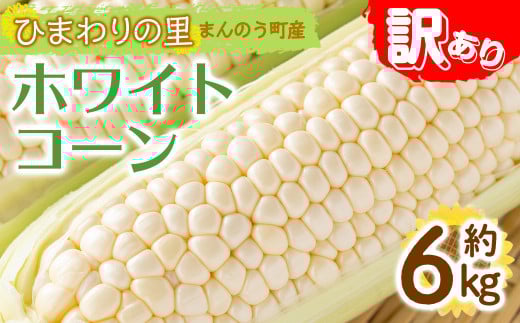 ＜先行予約！2026年6月上旬以降順次発送予定＞＜訳あり＞＜選べる容量＞ホワイトコーン(約6kg) 国産 野菜 とうもろこし トウモロコシ コーン ホワイト 白 新鮮 冷蔵便  【man109・man112】【Aglio nero】
