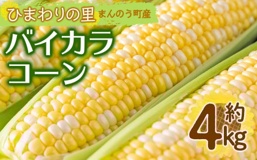 ＜先行予約！2026年6月上旬以降順次発送予定＞バイカラコーン (約4kg) 【man070】【Aglio nero】