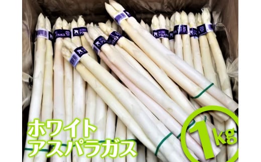 ＜先行予約！2026年3月上旬以降順次発送＞ホワイトアスパラガス (約1kg) アスパラガス アスパラ ホワイトアスパラ 野菜 農作物 産地直送  【man080】【Aglio nero】