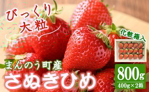 ＜先行予約！2026年2月中旬以降順次発送予定＞＜贈答用＞＜選べる容量＞香川県産 さぬきひめいちご(計約800g・約400g×2箱) 【man100・man101】【Aglio nero】