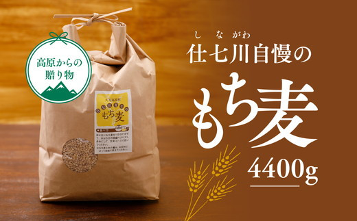 【仕七川育ちのもち麦 4,400g】清流と綺麗な土が育て、イナキ干しで仕上げた美味しいもち麦 ※着日指定不可◇