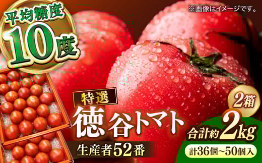 【先行予約】希少！特選 徳谷トマト 約2kg 生産者52番〈2026年1月中旬～2026年6月下旬頃発送〉/ トマト とまと  高糖度 甘い 贈答 高知 フルーツ 果物 数量限定 【フルーツショップオザキ】[ATAH014]