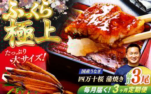 【3回定期便】 極上国産うなぎ四万十桜 蒲焼き3尾 たっぷり大サイズ / 国産 高知 四万十 うなぎ ウナギ 鰻 蒲焼き うな重 惣菜 贅沢 【有限会社もりた】 [ATHE006]