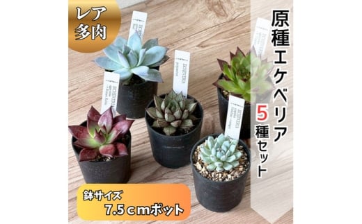 レア多肉・原種エケベリア詰め合わせ（5種類） / 植物 インテリア 苗 自然 ナチュラル 緑 栽培 趣味 【見元園芸】 [ATHY001]