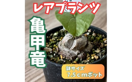 希少塊根植物（亀甲竜）/ 植物 インテリア 苗 自然 ナチュラル 緑 栽培 趣味 【見元園芸】 [ATHY002]
