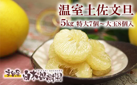 12月発送土佐文旦 温室土佐文旦 特選秀品ご贈答用大箱 約5kg 大玉8個もしくは特大7個入り 文旦 ハウス文旦 大玉サイズ 柑橘 みかん フルーツ ぶんたん ブンタン 果物 お取り寄せ お歳暮 冬ギフト