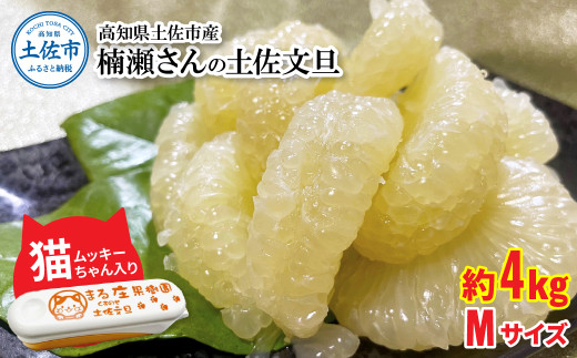 【先行予約】楠瀬さん土佐文旦 約4kg Mサイズ 猫ムッキーちゃん入り 12玉前後 ぶんたん ブンタン フルーツ 柑橘 みかん 果物 くだもの 柑橘類 デザート 贈答用 プレゼント ギフト 家庭用 国産