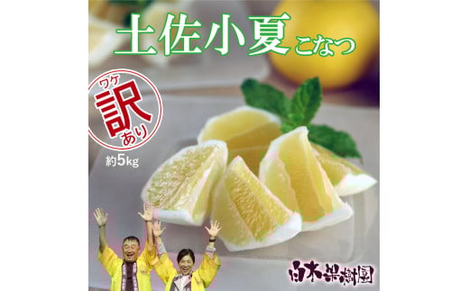 先行予約 <白木果樹園> 土佐小夏 訳ありご家庭用 約5kg 5キロ こなつ 柑橘 かんきつ 柑橘類 フルーツ 日向夏 ニューサマーオレンジ 西内小夏 果物 くだもの 果実 デザート おやつ ジュース ジャム 美味しい ご自宅用 訳アリ