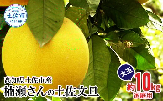 【先行予約】楠瀬さんの土佐文旦 家庭用大玉 約10kg 約10キロ 4L~2L ぶんたん ブンタン フルーツ 柑橘 みかん 果物 くだもの 柑橘類 デザート おやつ さっぱり おいしい 甘い お取り寄せ 国産