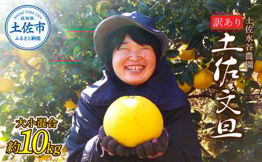 本場、高知県土佐市産!土佐水谷農園の露地土佐文旦 家庭用10キロ 10kg 大小混合(L~上限なし:16玉前後) 訳あり 文旦 ぶんたん ブンタン 土佐文旦 ご自宅用 柑橘 フルーツ 果物 土佐 高知