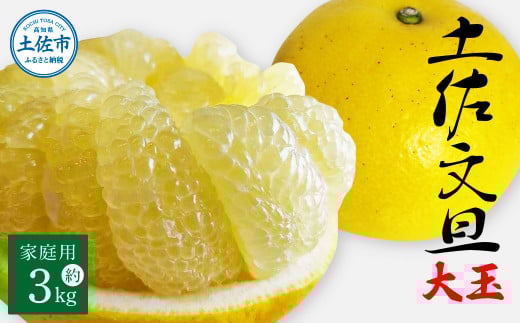 土佐文旦 家庭用 約3キロ(2L~4Lサイズ混合:5玉~9玉) 大玉 先行予約 数量限定 文旦 ぶんたん ブンタン 土佐文旦 柑橘 フルーツ 果物 ご当地 お取り寄せ 土佐 高知