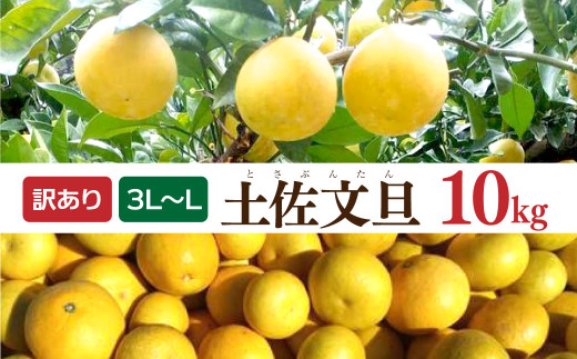 土佐文旦 文旦 訳あり 大玉入り 10kg 10キロ 3L~L ぶんたん ブンタン フルーツ 柑橘 みかん 果物 くだもの 柑橘類 デザート 家庭用 ご自宅用 お取り寄せ 国産