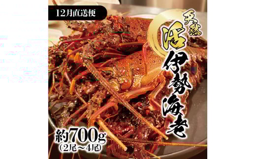 12月直送便 土佐獲れ 活伊勢海老 約700g(2尾~4尾) 天然 エビ えび 伊勢エビ 海鮮 お刺身 刺し身 丸焼き しゃぶしゃぶ 故郷納税 ふるさとのうぜい 返礼品 高知県 高知 36000円