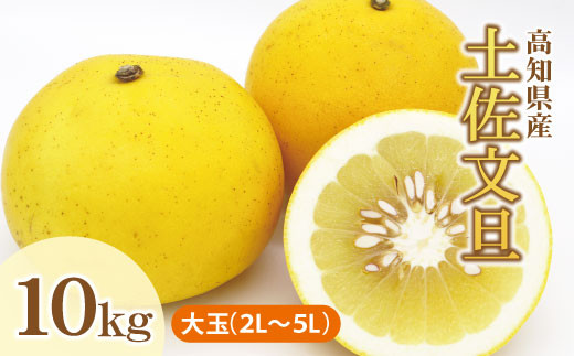 土佐文旦(ぶんたん)(大玉:2L~5L 混合)約10kg【株式会社とさもん(土佐市)】 家庭用 贈答用 文旦 10キロ 約14~21玉 大玉 特大 ぶんたん ブンタン 柑橘 果物 フルーツ お取り寄せ おいしい 美味しい