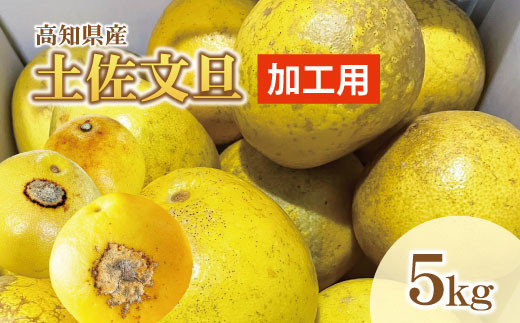 【訳あり】土佐文旦(ぶんたん)加工用(M~5L混合)約5kg【株式会社とさもん(土佐市)厳選】 文旦 5キロ 約8~15玉 ぶんたん ブンタン 柑橘 果物 フルーツ お取り寄せ おいしい 訳あり 傷
