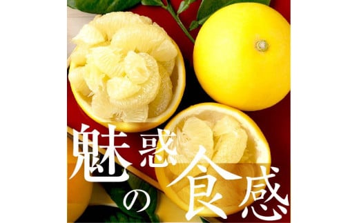 ☆至高の柑橘 高知産 土佐文旦☆ L 11玉入【家庭用】