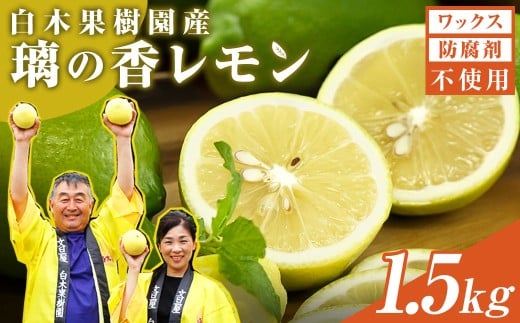 レモン 約1.5kg 4~7個 璃の香レモン 果物 くだもの 柑橘 フルーツ れもん お取り寄せ 産地直送 おいしい 美味しい 白木果樹園 常温 配送 高知県 高知 土佐市