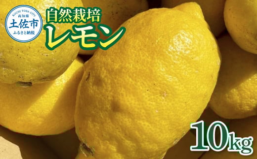 自然栽培レモン10kg 10キロ レモン 檸檬 れもん 自然栽培 無農薬 柑橘類 柑橘 フルーツ 果物 くだもの レモネード 塩レモン はちみつレモン レモンスカッシュ レモンサワー ビタミンC