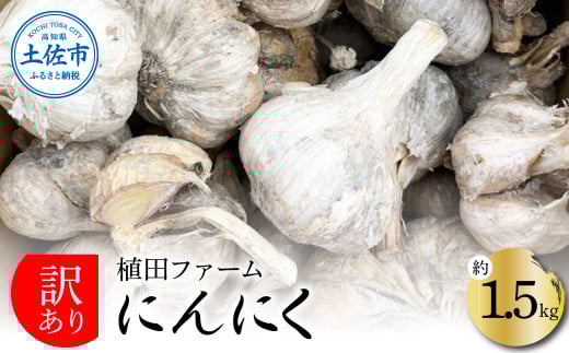 訳あり にんにく 約1.5kg 乾燥 ニンニク にんにく 訳アリ わけアリ 不揃い 型崩れ 自然乾燥 大量 大容量 常温 配送 数量限定 高知県産