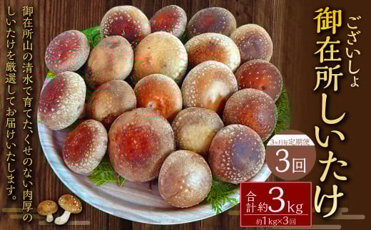 【3ヶ月毎 3回定期便】御在所肉厚生しいたけ 計約3kg 1回あたり約1kg(計3回) 生しいたけ しいたけ 椎茸 シイタケ 肉厚 山菜 お取り寄せ 冷蔵