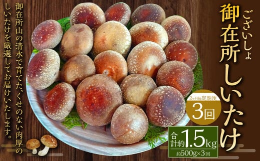 【2ヶ月毎 3回定期便】御在所肉厚生しいたけ 計約1.5kg 1回あたり約500g(計3回) 生しいたけ しいたけ 椎茸 シイタケ 肉厚 山菜 お取り寄せ 冷蔵