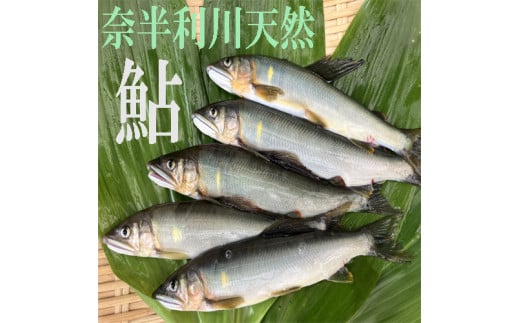 107001 奈半利川の友釣り天然アユ(冷凍) 4尾 利き鮎グランプリ受賞 釣り 鮎 あゆ 奈半利川 アウトドア 清流めぐり利き鮎会 SPグランプリ受賞 /高知県 奈半利町