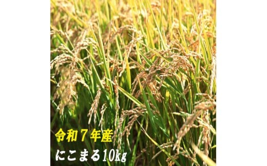 1120004-7 【令和７年産】 にこまる10kg (5kg×2袋) 数量限定 米 10kg にこまる 白米 精米 お米 美味しい おこめ コメ ニコマル ご飯 農家 /高知県 奈半利町
