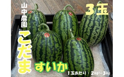 103005 山中農園 小玉すいか3玉 【10月中旬~11月発送】高知県 奈半利町  果物 フルーツ すいか スイカ 西瓜 小玉 こだま 季節限定 甘い 山中農園 人気 1玉 2玉 3玉 選べる 秋 春 朝採れ