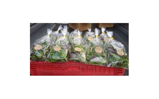 ＜栽培期間中農薬不使用＞四国のど真ん中で栽培された生鮮ベビーリーフ　約40g×10袋セット【1508370】