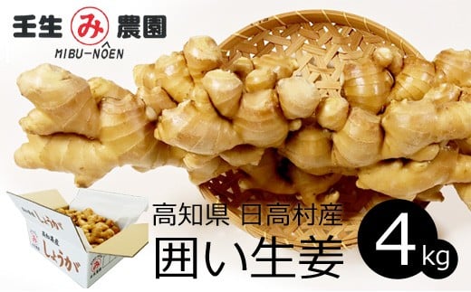 生姜 高知県産 農家直送 ショウガ こだわりの低農薬「囲い生姜」たっぷり使える 4kg