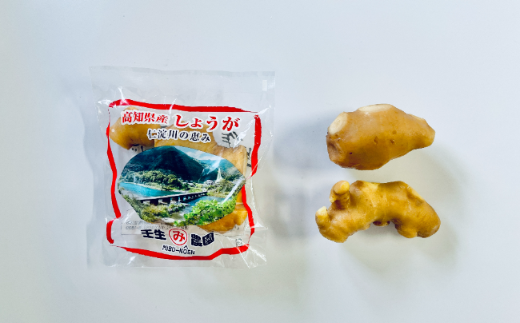 小分け お試し 袋入り こだわりの低農薬「囲い生姜」 100g×5袋 農家直送 高知県産 ショウガ 生姜